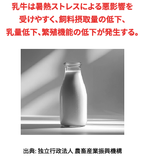 乳牛は暑熱ストレスによる悪影響を
					受けやすく、飼料摂取量の低下、乳量低下、繁殖機能の低下が発生する。