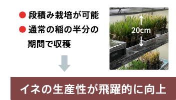 イネの生産性が飛躍的に向上