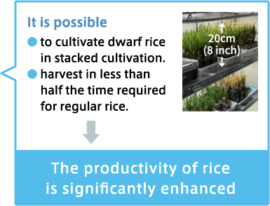 The productivity of rice is significantly enhanced